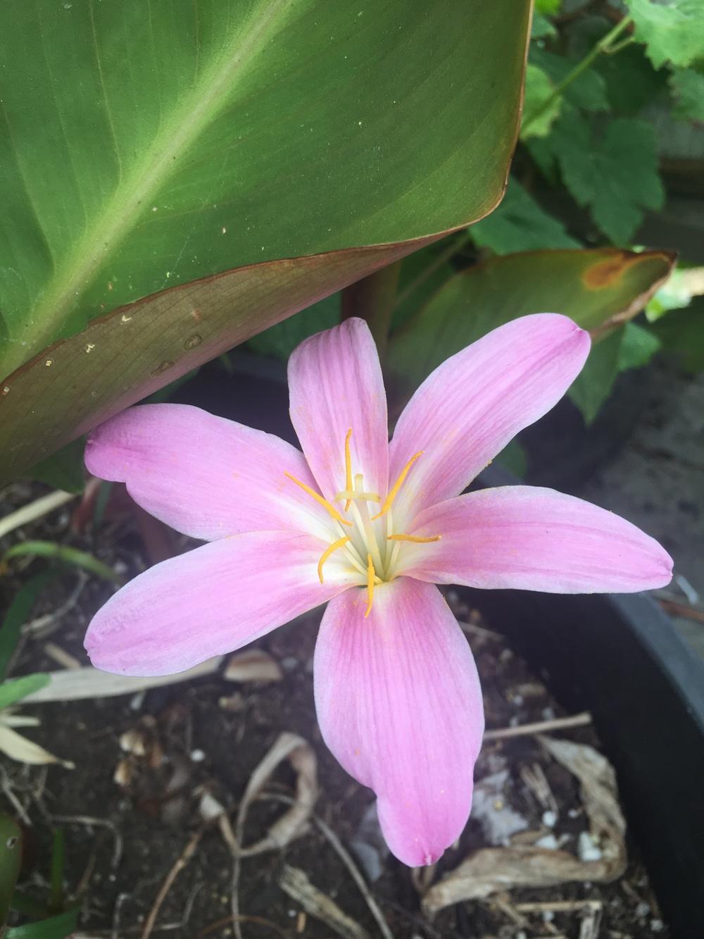 Photo of Zephyr Lily (Zephyranthes rosea) uploaded by Calif_Sue