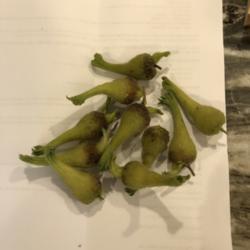Location: My garden
Date: 8/30/18
2nd harvest on our young shrub