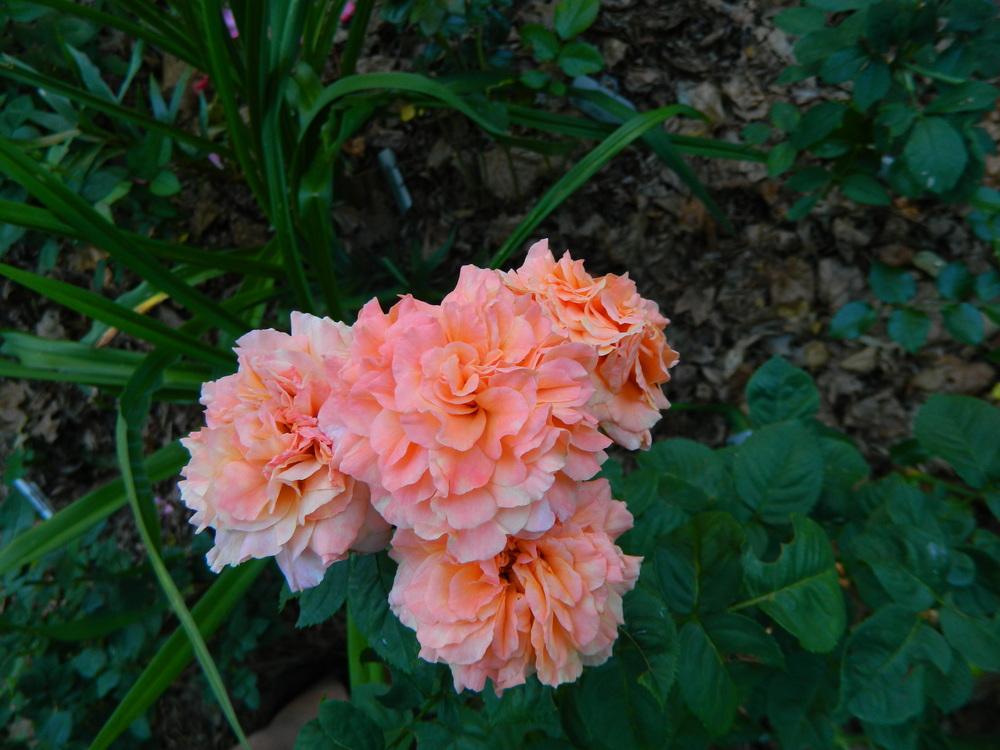 Photo of Rose (Rosa 'Sunset Dreams') uploaded by nippstress