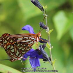 Location: all photos from my gardens
Date: 2018-08-31
gulf fritillary butterflies