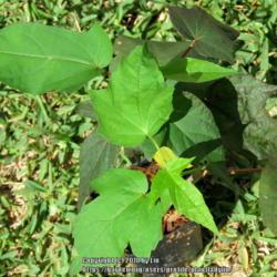 Location: Port Orange, Florida
Date: 2018-08-31
Leaves of juvenile plant
