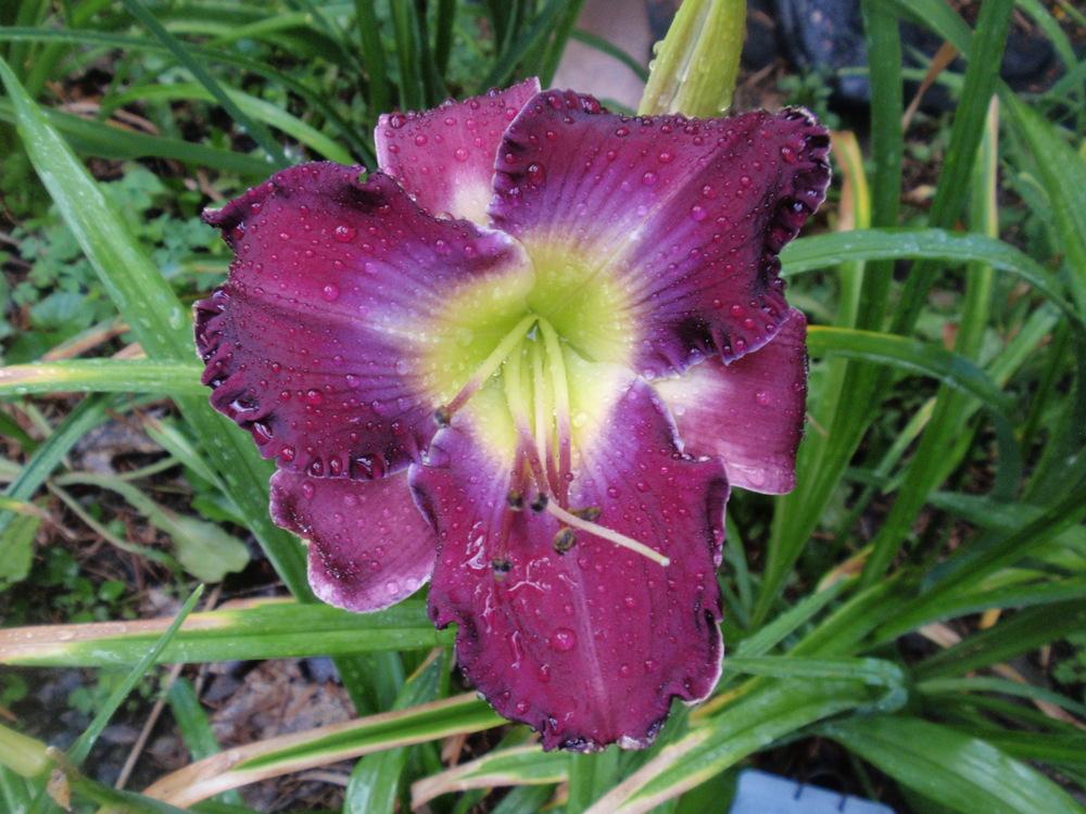 Photo of Daylily (Hemerocallis 'Color Me There') uploaded by Bedmaker