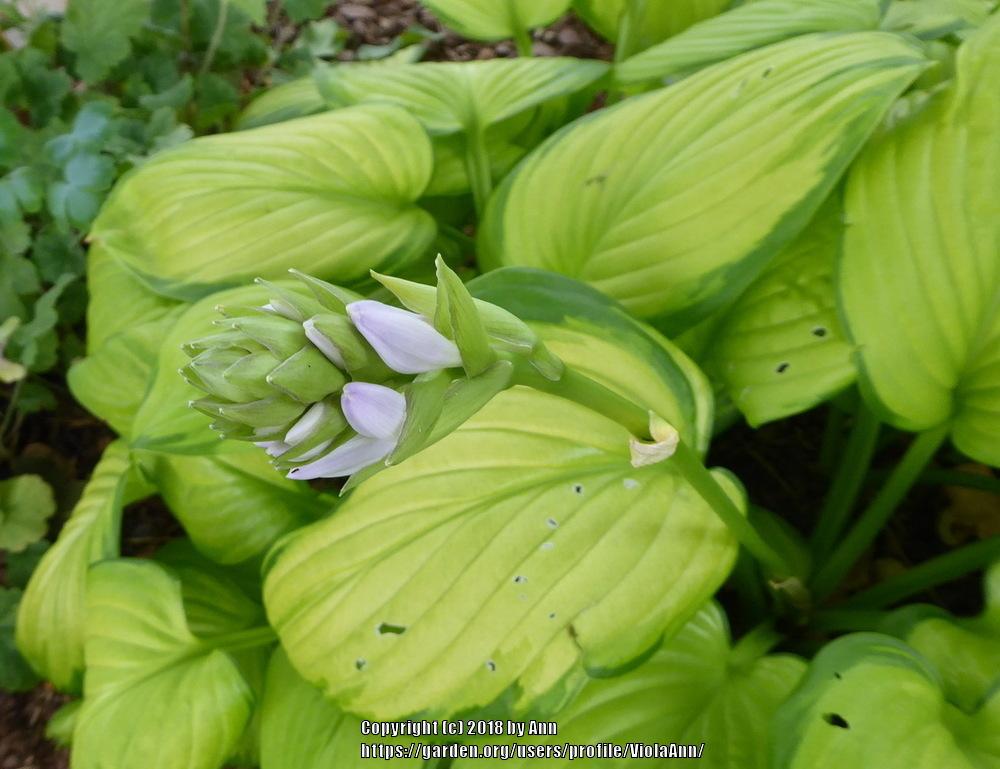 Photo of Hosta 'Stained Glass' uploaded by ViolaAnn