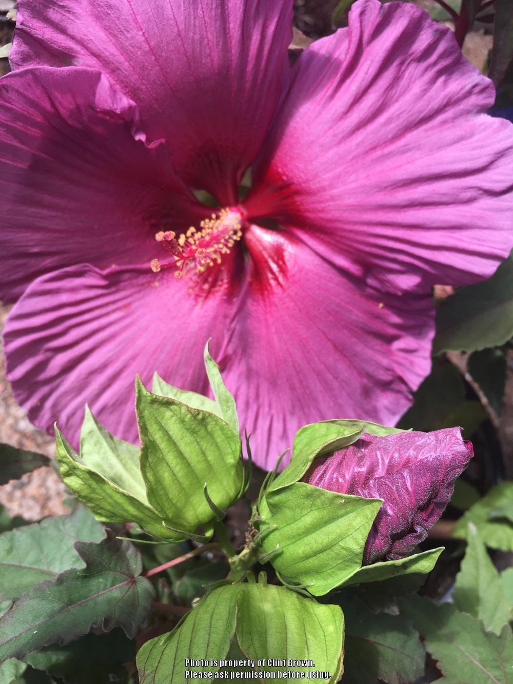 Photo of Hybrid Hardy Hibiscus (Hibiscus Summer Spice™ Plum Flambe) uploaded by clintbrown