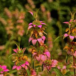 Location: Botanical Gardens of the State of Georgia...Athens, Ga
Date: 2018-08-31
Spotted Beebalm 010