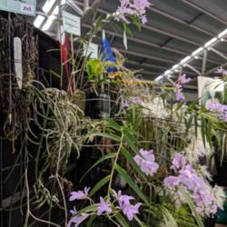 Location: Melbourne Orchid Spectacular (OSCOV Show), Victoria, Australia
Date: 2018-08-24
Part of the Orchid Species Society of Victoria display.