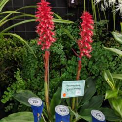 Location: Melbourne Orchid Spectacular (OSCOV Show), Victoria, Australia
Date: 2018-08-24
Part of the Orchid Species Society of Victoria display.
