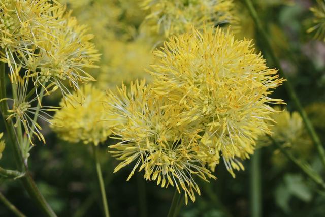 Photo of Yellow Meadow Rue (Thalictrum speciosissimum subsp. speciosissimum) uploaded by RuuddeBlock