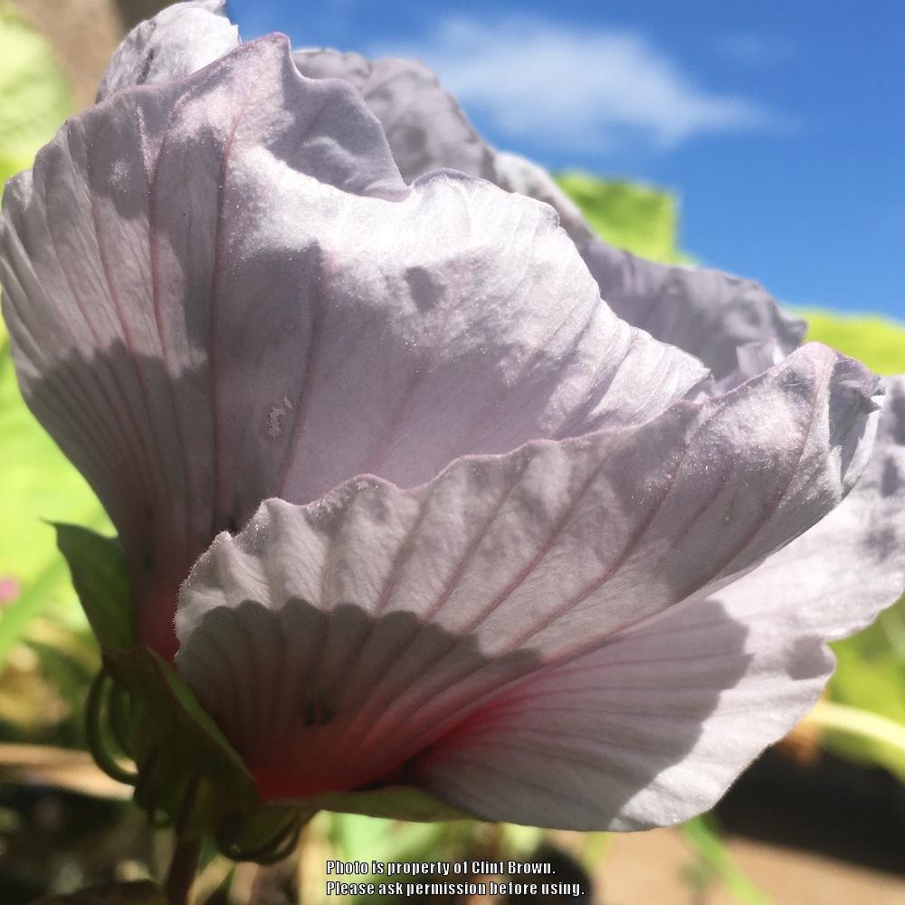 Photo of Hybrid Hardy Hibiscus (Hibiscus Summer Spice™ Cordon Bleu) uploaded by clintbrown