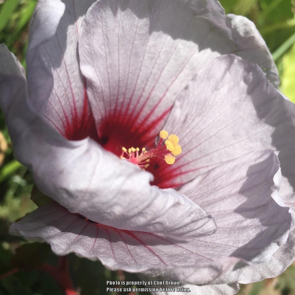 Photo of Hybrid Hardy Hibiscus (Hibiscus Summer Spice™ Cordon Bleu) uploaded by clintbrown