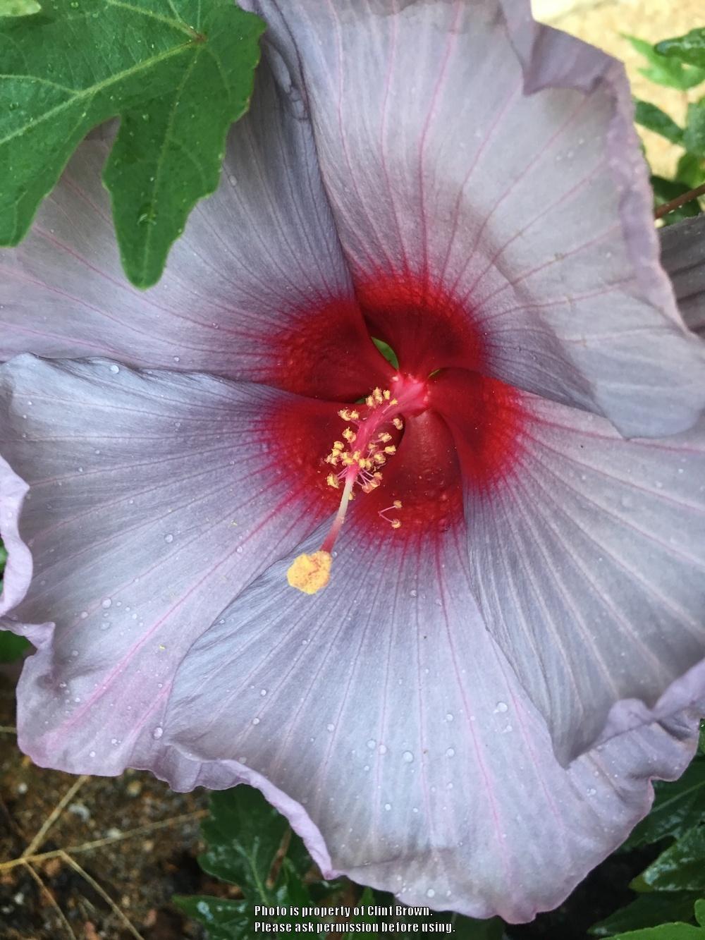 Photo of Hybrid Hardy Hibiscus (Hibiscus Summer Spice™ Bleu Brulee) uploaded by clintbrown