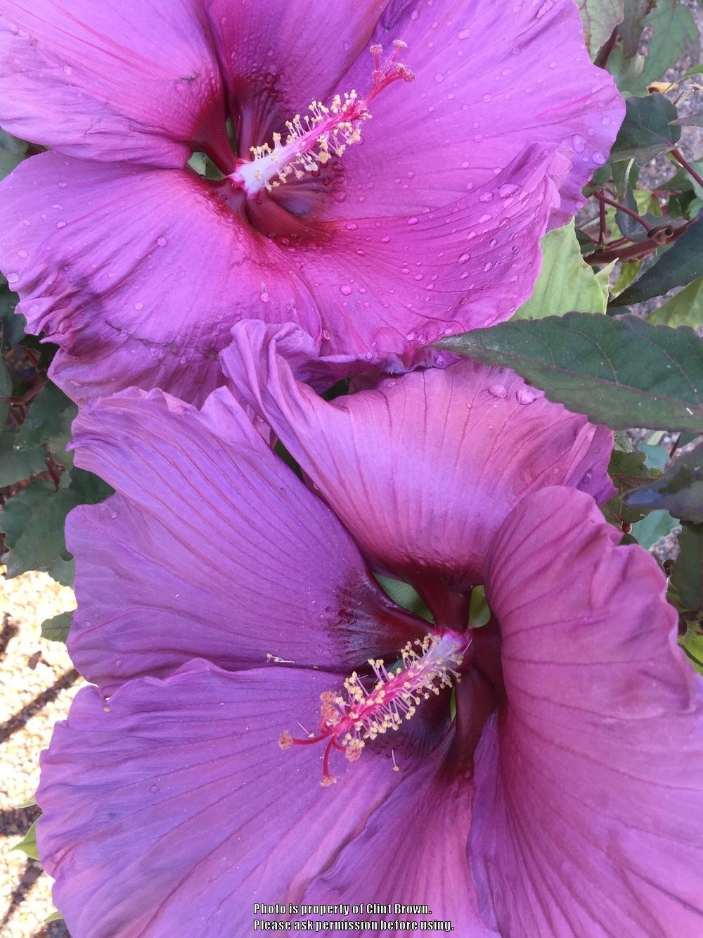 Photo of Hybrid Hardy Hibiscus (Hibiscus Summer Spice™ Plum Flambe) uploaded by clintbrown