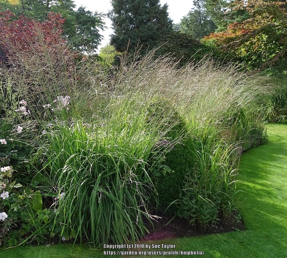 Photo of Purple Moor Grass (Molinia caerulea 'Skyracer') uploaded by kniphofia