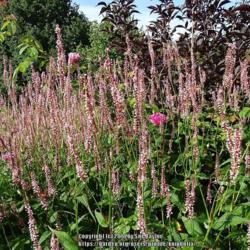 Location: RHS Harlow Carr, Yorkshire, UK
Date: 2018-09-01