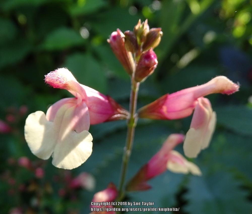 Photo of Autumn Sage (Salvia x jamensis 'Sierra San Antonio') uploaded by kniphofia