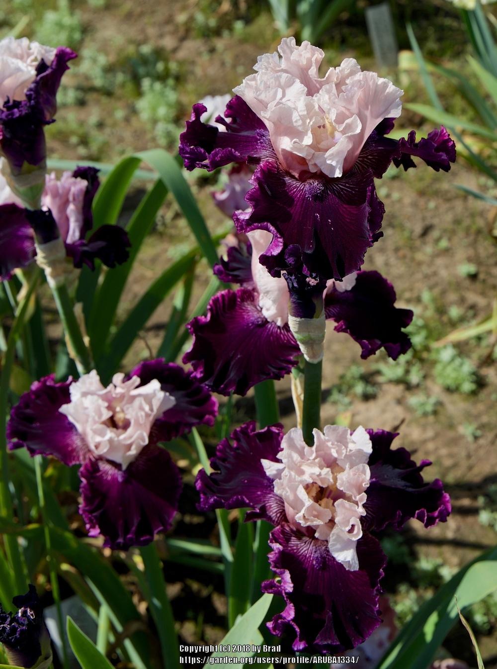 Photo of Tall Bearded Iris (Iris 'Secret Status') uploaded by ARUBA1334