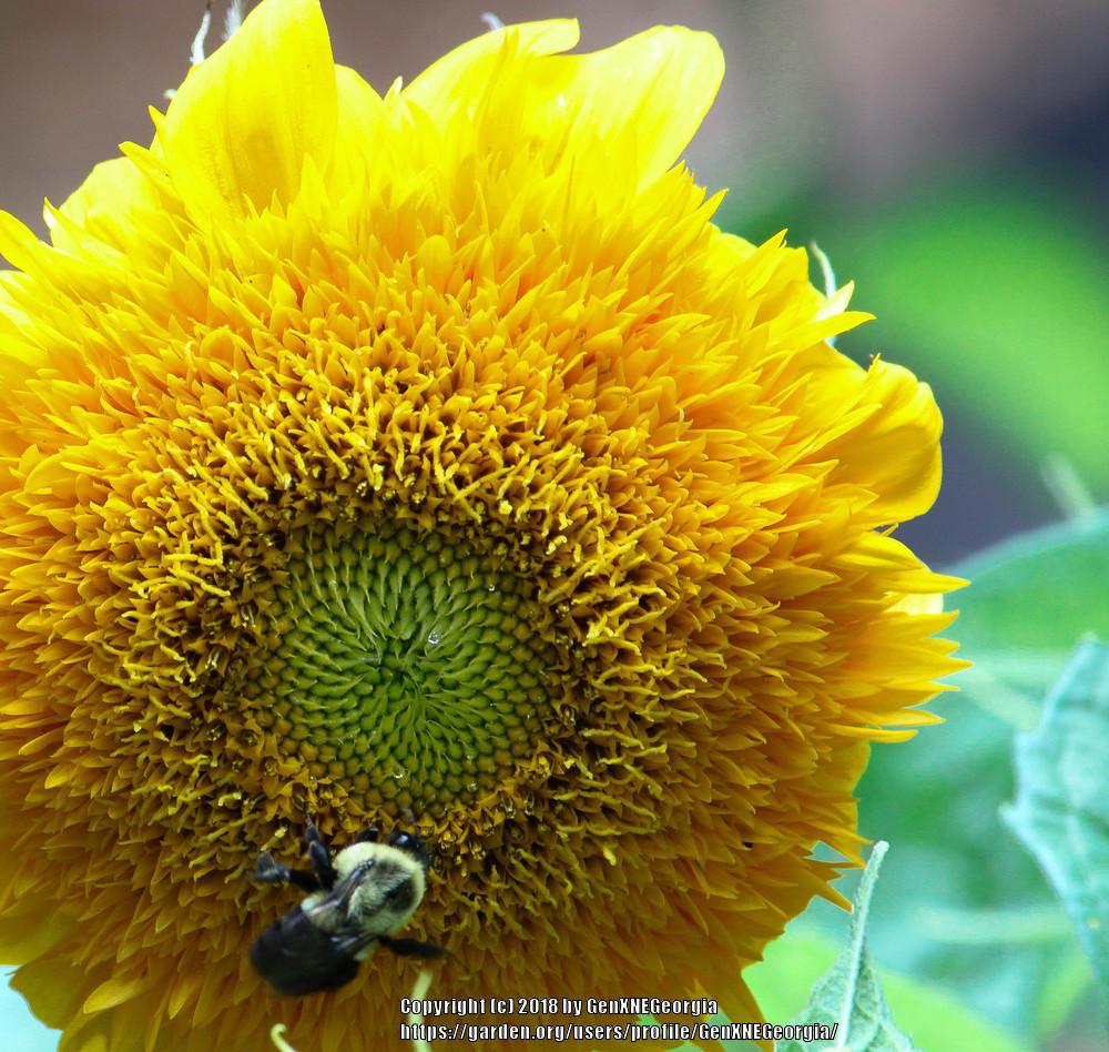 Photo of Dwarf Sunflower (Helianthus annuus 'Teddy Bear') uploaded by GenXNEGeorgia