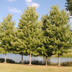 Location: Chicago Botanic Garden in Glencoe, IL
Date: 2018-08-23
maturing trees in a group