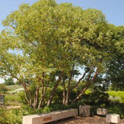 Location: Chicago Botanic Garden in Glencoe, IL
Date: 2018-08-23
two full-grown trees of this dwarf cultivar