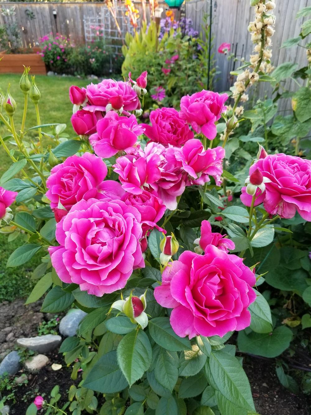 Photo of Rose (Rosa 'Pretty Lady Rose') uploaded by Kristinelego