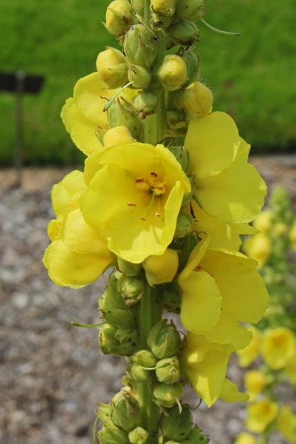 Photo of Common Mullein (Verbascum thapsus) uploaded by RuuddeBlock