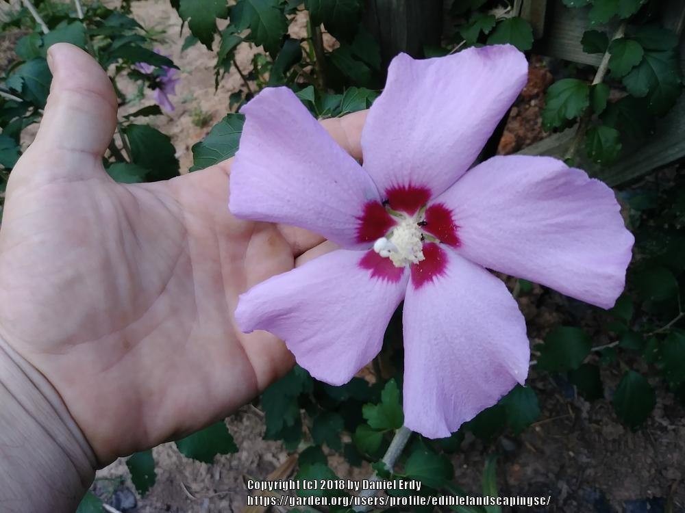 Photo of Roses of Sharon (Hibiscus syriacus) uploaded by ediblelandscapingsc