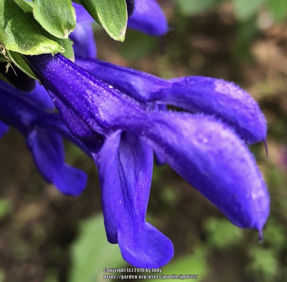 Photo of Salvia (Salvia coerulea 'Sapphire Blue') uploaded by jg0613