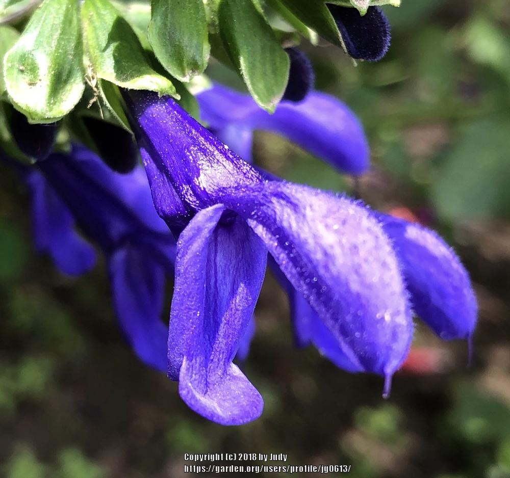Photo of Salvia (Salvia coerulea 'Sapphire Blue') uploaded by jg0613