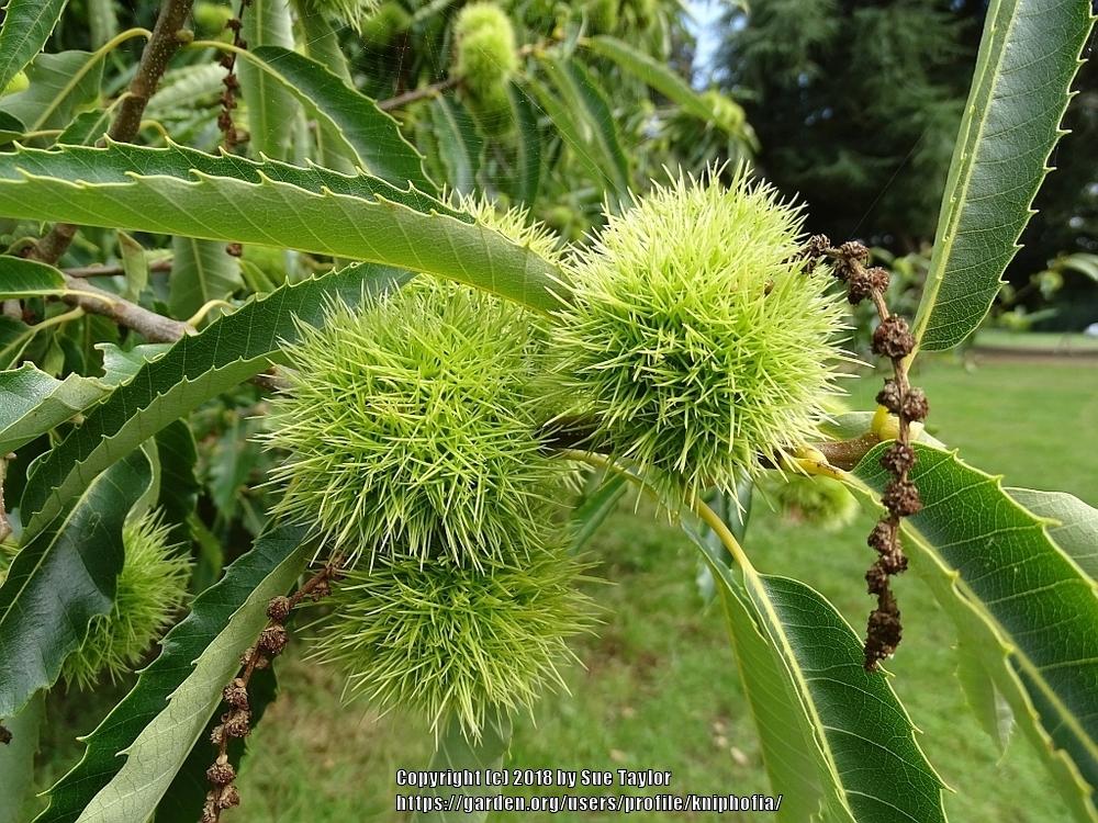 Photo of Sweet Chestnut (Castanea sativa) uploaded by kniphofia