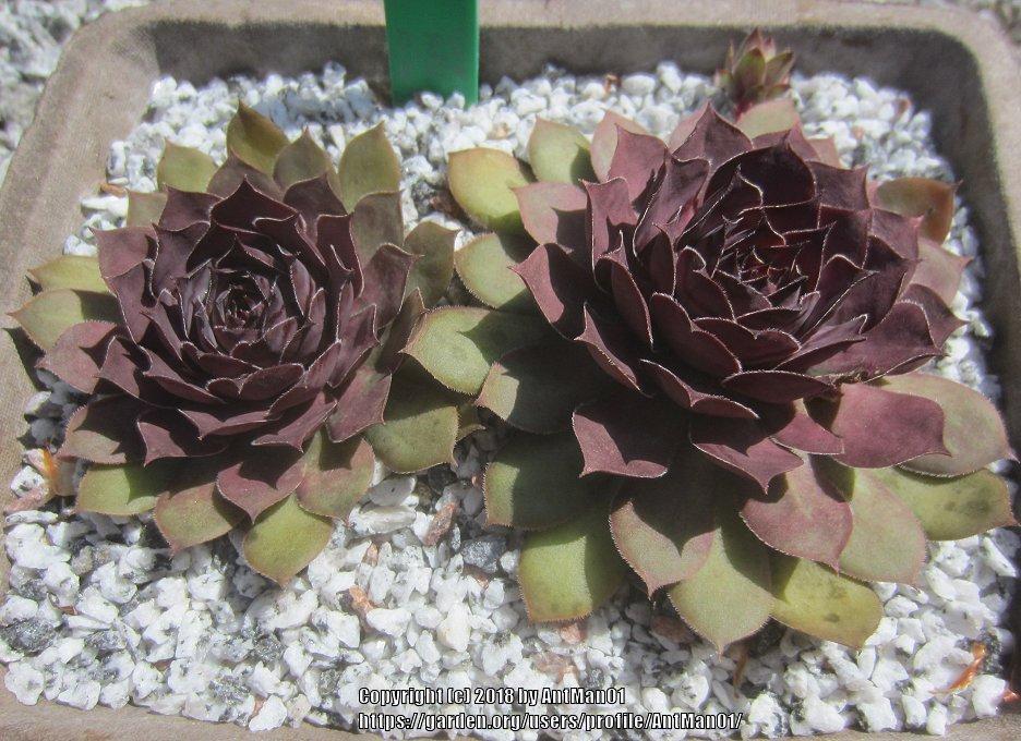 Photo of Hen and Chicks (Sempervivum 'Intensity') uploaded by AntMan01