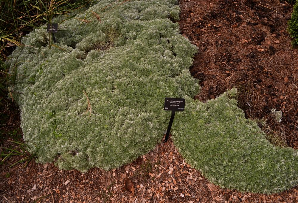 Photo of Silvermound Artemisia (Artemisia schmidtiana 'Silver Mound') uploaded by dawiz1753