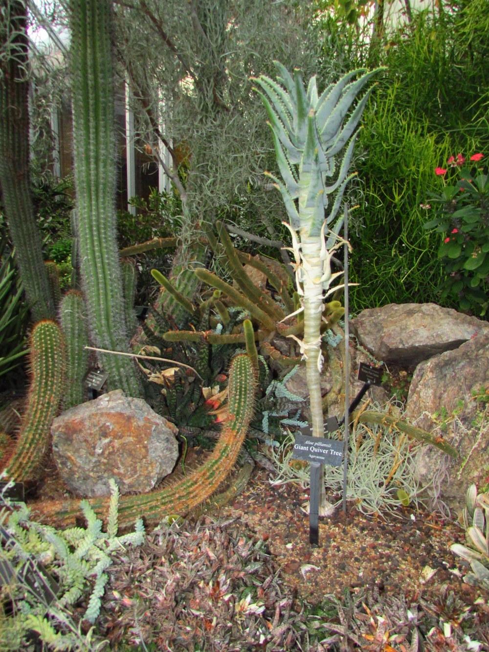 Photo of Giant Quiver Tree (Aloidendron pillansii) uploaded by jmorth