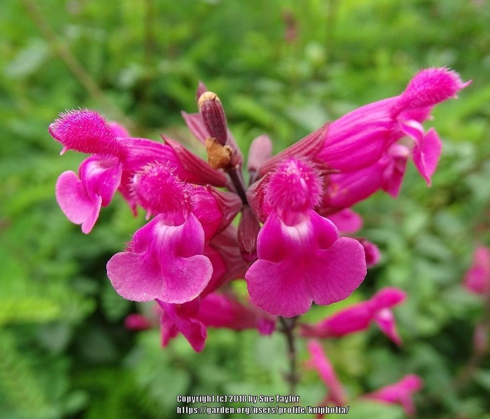 Photo of Hybrid Rose Leaf Sage (Salvia 'Mulberry Jam') uploaded by kniphofia
