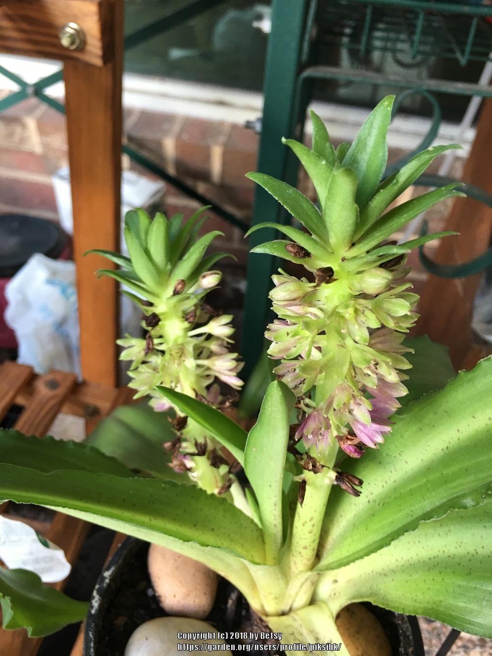Photo of Pineapple Lily (Eucomis) uploaded by piksihk