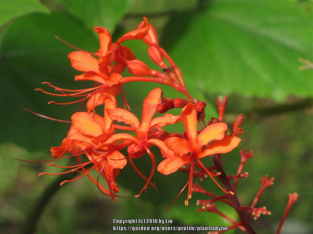Photo of Flaming Glory Bower (Clerodendrum speciosissimum) uploaded by plantladylin