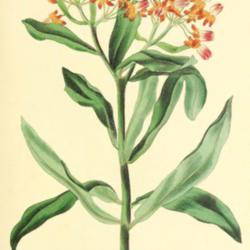 
Date: c. 1836
illustration from 'Paxton's Magazine of Botany', 1835-6