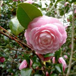 Location: Johns Island, SC
Date: 2014-02-21
'Pink Pefection' is one of the loveliest camellias of the 'Otome'