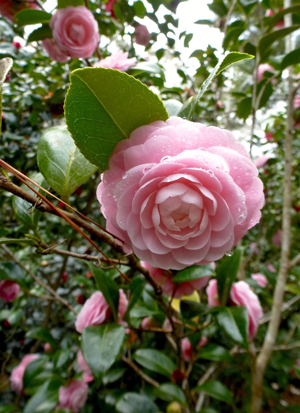 Photo of Japanese Camellia (Camellia japonica 'Pink Perfection') uploaded by scvirginia