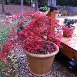 Location: Georgia
Date: 2014-11-13
Japanese maple in the Fall