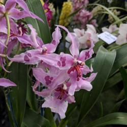 Location: Melbourne Orchid Spectacular (OSCOV Show), Victoria, Australia
Date: 2018-08-24
Part of the Yarra Valley Orchid Society display.