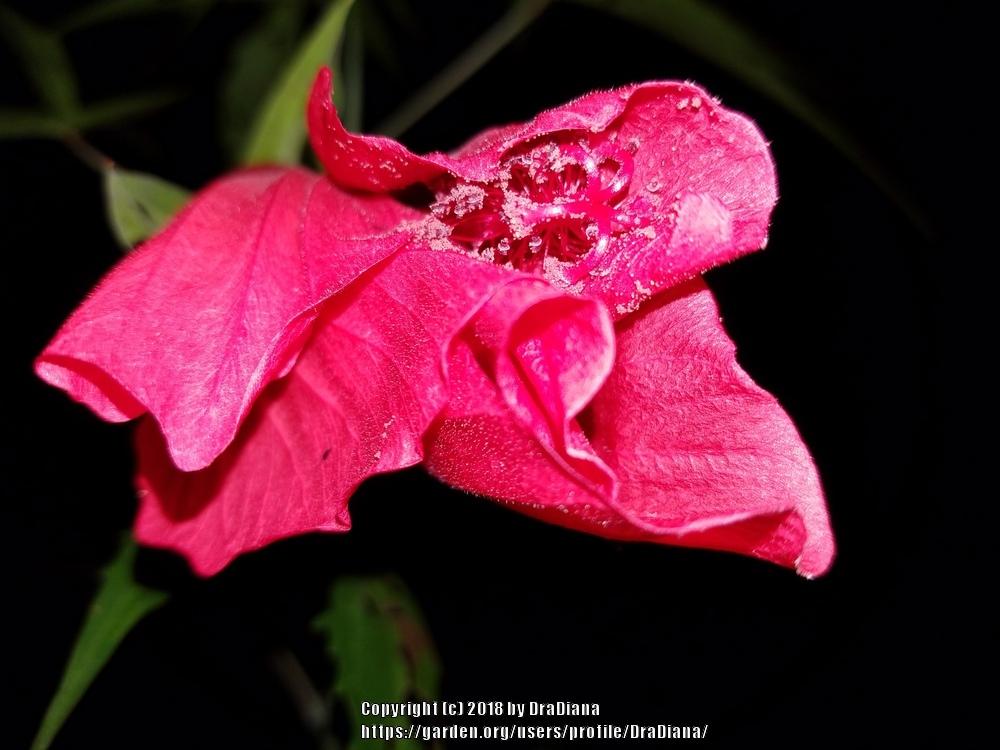 Photo of Texas Star (Hibiscus coccineus) uploaded by DraDiana
