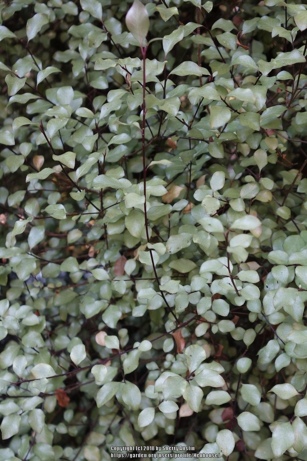 Photo of Kohuhu (Pittosporum tenuifolium 'Silver Sheen') uploaded by Henhouse