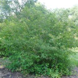 Location: Morton Arboretum in Lisle, Illinois
Date: 2018-08-22
full-grown shrub in the Dogwood Collection