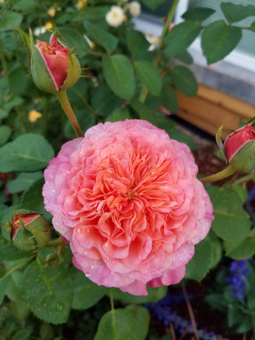 Photo of Rose (Rosa 'Sunset Dreams') uploaded by Kristinelego
