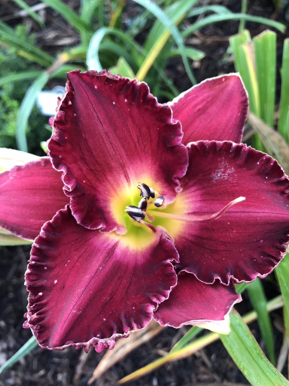 Photo of Daylily (Hemerocallis 'Francis of Assisi') uploaded by Legalily
