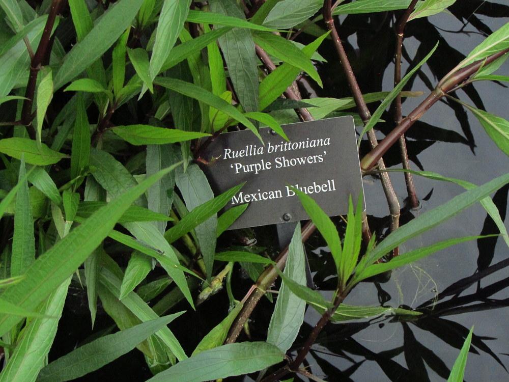 Photo of Mexican Petunia (Ruellia simplex 'Purple Showers') uploaded by jmorth
