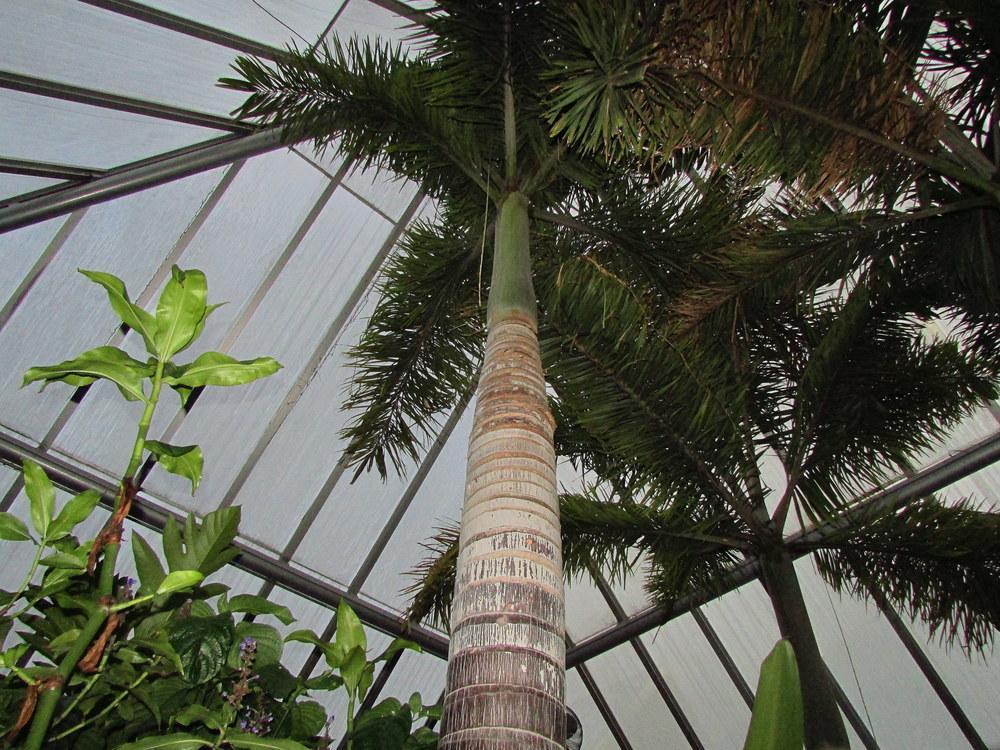 Photo of Foxtail Palm (Wodyetia bifurcata) uploaded by jmorth