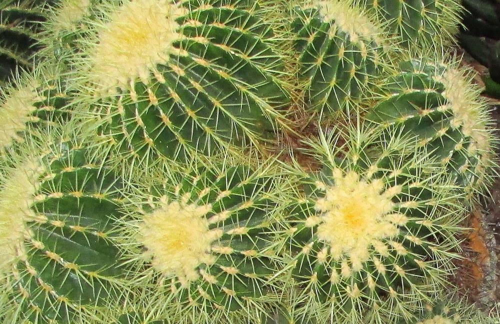 Photo of Golden Barrel Cactus (Kroenleinia grusonii) uploaded by jmorth