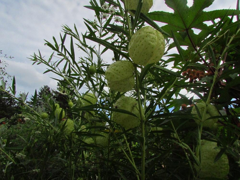 Photo of Hairy Balls (Gomphocarpus physocarpus) uploaded by jmorth