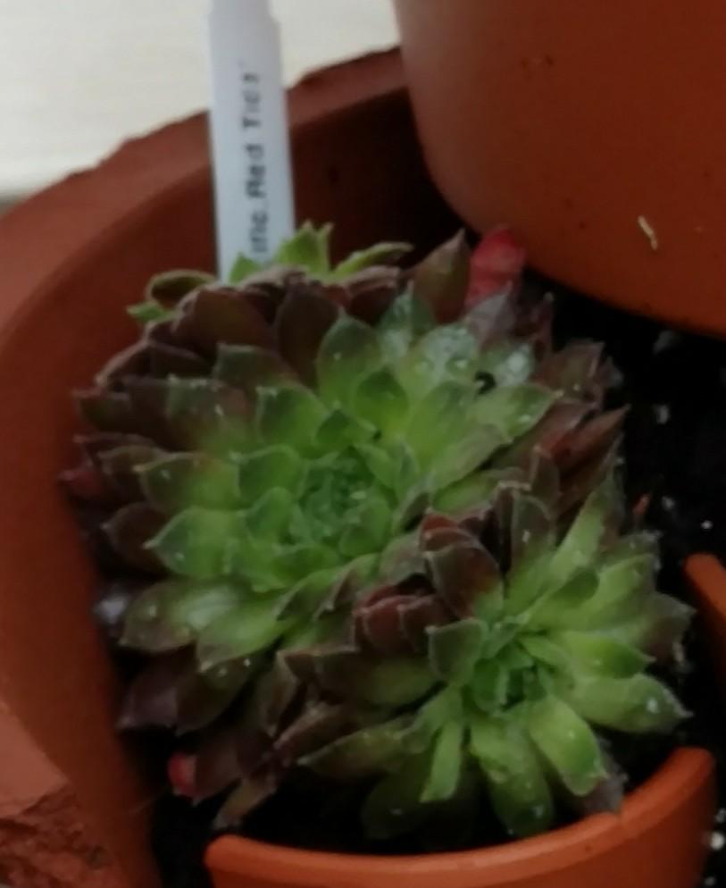 Photo of Hen and Chicks (Sempervivum 'Pacific Red Tide') uploaded by wilmarosebud